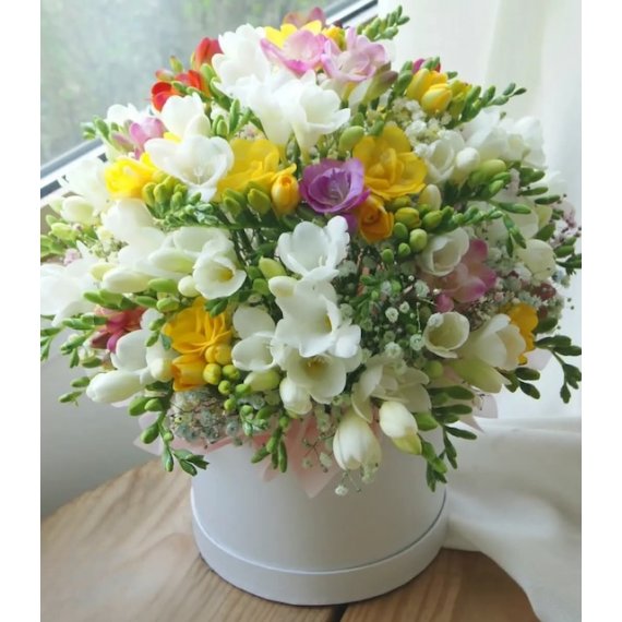 Cutie 37 Frezii Colorate