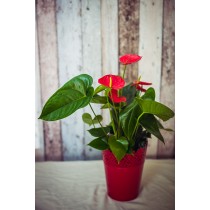 Anthurium in Ghiveci