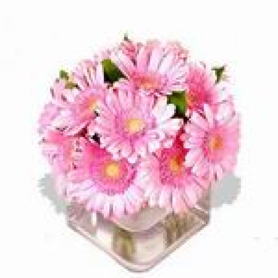 Gerbera in Roz